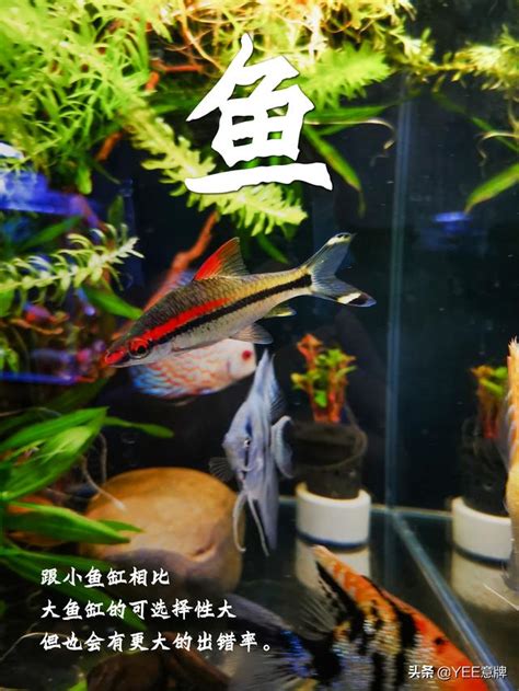 家裡養魚數量|一個魚缸養多少魚合適，從風水學及科學的角度來告訴你！